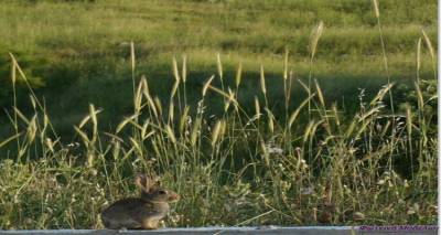 &Epsilon;&pi;&eta;&rho;&epsilon;ά&zeta;&omicron;&upsilon;&nu; &tau;&alpha; &alpha;&gamma;&rho;&iota;&omicron;&kappa;&omicron;ύ&nu;&epsilon;&lambda;&alpha; &tau;&eta; &sigma;ύ&nu;&theta;&epsilon;&sigma;&eta; &tau;&eta;&sigmaf; &beta;&lambda;ά&sigma;&tau;&eta;&sigma;&eta;&sigmaf; &sigma;&tau;&eta; &Lambda;ή&mu;&nu;&omicron;;