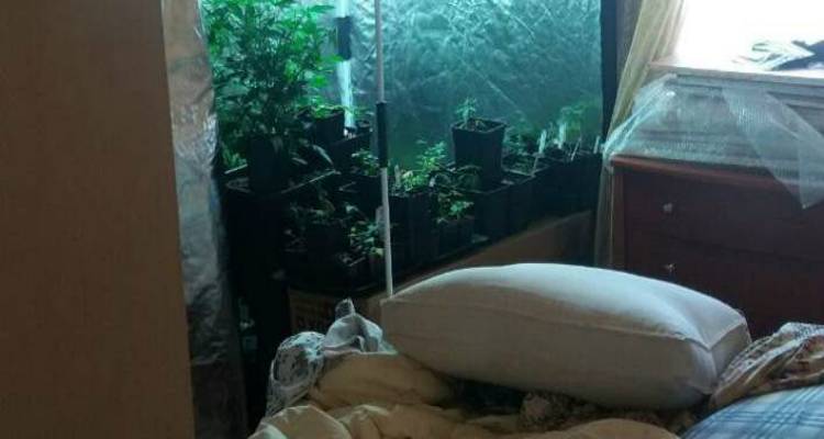 &Kappa;&alpha;&lambda;&lambda;&iota;&theta;έ&alpha;: &Kappa;&alpha;&lambda;&lambda;&iota;&epsilon;&rho;&gamma;&omicron;ύ&sigma;&epsilon; &kappa;ά&nu;&nu;&alpha;&beta;&eta; &delta;ί&pi;&lambda;&alpha; &sigma;&tau;&omicron;... &kappa;&rho;&epsilon;&beta;ά&tau;&iota; &tau;&omicron;&upsilon; (photos)