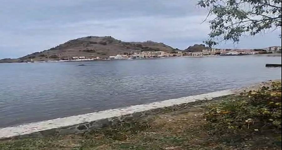 &Omicron;&lambda;&omicron;&kappa;&lambda;ή&rho;&omega;&sigma;&eta; &tau;&eta;&sigmaf; &Delta;&iota;&epsilon;&theta;&nu;&omicron;ύ&sigmaf; &Delta;&rho;ά&sigma;&eta;&sigmaf; &Delta;&epsilon;&nu;&delta;&rho;&omicron;&phi;ύ&tau;&epsilon;&upsilon;&sigma;&eta;&sigmaf; &tau;&omicron;&upsilon; &Omicron;&Eta;&Epsilon; &sigma;&tau;&omicron;&nu; &Delta;ή&mu;&omicron; &Lambda;ή&mu;&nu;&omicron;&upsilon;