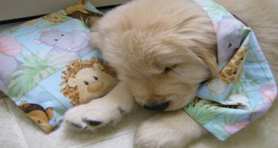 Οι &quot;αδέσποτες ψυχές&quot; της Λήμνου χρειάζονται χάπια αποπαρασίτωσης | Ανακοίνωση από το Φιλοζωικό Σωματείο