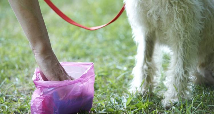 «Καμπανάκι» από τον Δήμο Λήμνου στους ιδιοκτήτες κατοικιδίων για τα περιττώματα ζώων σε κοινόχρηστους χώρους