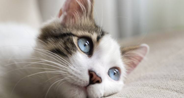 Κίνα: Η πρώτη κλωνοποίηση γάτας είναι πλέον γεγονός