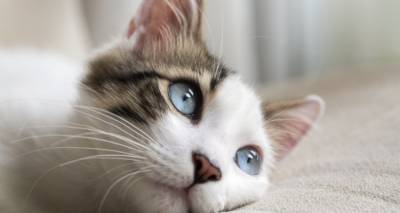 Κίνα: Η πρώτη κλωνοποίηση γάτας είναι πλέον γεγονός