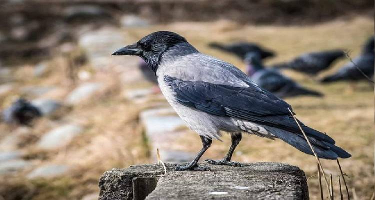 &Kappa;.&Sigma; &Lambda;ή&mu;&nu;&omicron;&upsilon;: "13 &kappa;&alpha;&iota; 27 &Delta;&epsilon;&kappa;&epsilon;&mu;&beta;&rho;ί&omicron;&upsilon; &eta; &pi;&alpha;&rho;&alpha;&lambda;&alpha;&beta;ή &pi;&omicron;&delta;&iota;ώ&nu; &alpha;&pi;ό &tau;&eta;&nu; &kappa;&alpha;&tau;&alpha;&pi;&omicron;&lambda;έ&mu;&eta;&sigma;&eta; &tau;&eta;&sigmaf; &kappa;&omicron;&upsilon;&rho;&omicron;ύ&nu;&alpha;&sigmaf;"