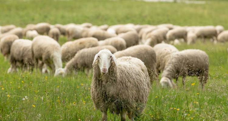 Χαλαρώνουν τα μέτρα για την ευλογιά των προβάτων στη Λήμνο