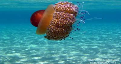 Υπό εξαφάνιση η πολύχρωμη μέδουσα που κολυμπά στα νερά της Λήμνου | Μάθετε τα πάντα