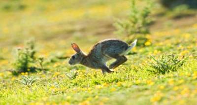 &Eta; &epsilon;&pi;ί&sigma;&eta;&mu;&eta; &alpha;&nu;&alpha;&kappa;&omicron;ί&nu;&omega;&sigma;&eta; &tau;&omicron;&upsilon; &Kappa;&upsilon;&nu;&eta;&gamma;&epsilon;&tau;&iota;&kappa;&omicron;ύ &Sigma;&upsilon;&lambda;&lambda;ό&gamma;&omicron;&upsilon; &Lambda;ή&mu;&nu;&omicron;&upsilon; &gamma;&iota;&alpha; &tau;&eta;&nu; &epsilon;&rho;&gamma;&alpha;&sigma;&tau;&eta;&rho;&iota;&alpha;&kappa;ή &epsilon;&xi;έ&tau;&alpha;&sigma;&eta; &tau;&omega;&nu; &alpha;&gamma;&rho;&iota;&omicron;&kappa;&omicron;ύ&nu;&epsilon;&lambda;&omega;&nu;