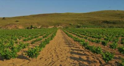 Προς καθιέρωση τοπικής ποικιλίας για τα νησιά του Βορείου Αιγαίου