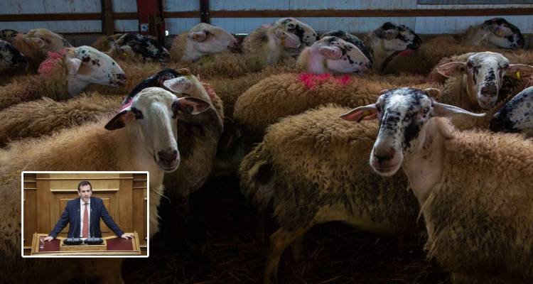 Δουδωνής: «Κρίσιμη η έλλειψη δημόσιων κτηνιάτρων σε Λέσβο και Λήμνο. Μόλις 6 κτηνίατροι για 400.000 αιγοπρόβατα»