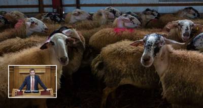 Δουδωνής: «Κρίσιμη η έλλειψη δημόσιων κτηνιάτρων σε Λέσβο και Λήμνο. Μόλις 6 κτηνίατροι για 400.000 αιγοπρόβατα»