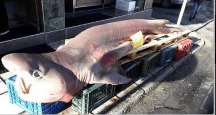 Από τα νερά της Λήμνου σε ψαράδικο της Βέροιας