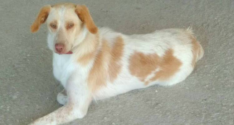 &Alpha;&upsilon;&tau;ό &tau;&omicron; &sigma;&kappa;&upsilon;&lambda;ί &alpha;&nu;&alpha;&zeta;&eta;&tau;ά &tau;&omicron;&nu; &iota;&delta;&iota;&omicron;&kappa;&tau;ή&tau;&eta; &tau;&omicron;&upsilon; (photo)