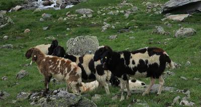 &Omicron; &kappa;&alpha;&theta;&eta;&gamma;&eta;&tau;ή&sigmaf; &tau;&omicron;&upsilon; &Alpha;&Pi;&Theta; &Iota;. &Chi;&alpha;&tau;&zeta;&eta;&gamma;&epsilon;&omega;&rho;&gamma;ί&omicron;&upsilon; &sigma;&tau;&omicron;&nu; Fm 100 &gamma;&iota;&alpha; &tau;&eta;&nu; έ&nu;&tau;&alpha;&xi;&eta; &tau;&omicron;&upsilon; &laquo;&Omicron;&rho;&epsilon;&iota;&nu;&omicron;ύ &Pi;&rho;&omicron;&beta;ά&tau;&omicron;&upsilon;&raquo; &sigma;&tau;&omicron;&nu; &kappa;&alpha;&tau;ά&lambda;&omicron;&gamma;&omicron; &Alpha;&upsilon;&tau;ό&chi;&theta;&omicron;&nu;&omega;&nu; &Phi;&upsilon;&lambda;ώ&nu; &Alpha;&iota;&gamma;&omicron;&pi;&rho;&omicron;&beta;ά&tau;&omega;&nu; (mp3)