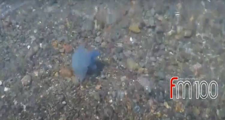 Μπλε μέδουσα στην παραλία Αυλώνα (video)