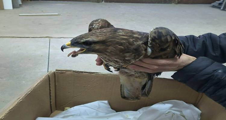 &Tau;&rho;&alpha;&upsilon;&mu;&alpha;&tau;&iota;&sigma;&mu;έ&nu;&omicron; &gamma;&epsilon;&rho;ά&kappa;&iota; &alpha;&pi;ό &pi;&upsilon;&rho;&omicron;&beta;&omicron;&lambda;&iota;&sigma;&mu;ό &beta;&rho;έ&theta;&eta;&kappa;&epsilon; &sigma;&tau;&eta;&nu; &pi;&alpha;&rho;&alpha;&lambda;ί&alpha; &Epsilon;&beta;&gamma;ά&tau;&eta;&sigmaf;