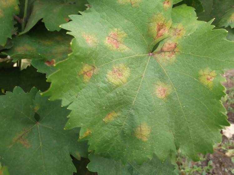 «Θερίζει» ο περονόσπορος τα αμπέλια της Λήμνου | Σε απόγνωση οι αμπελουργοί