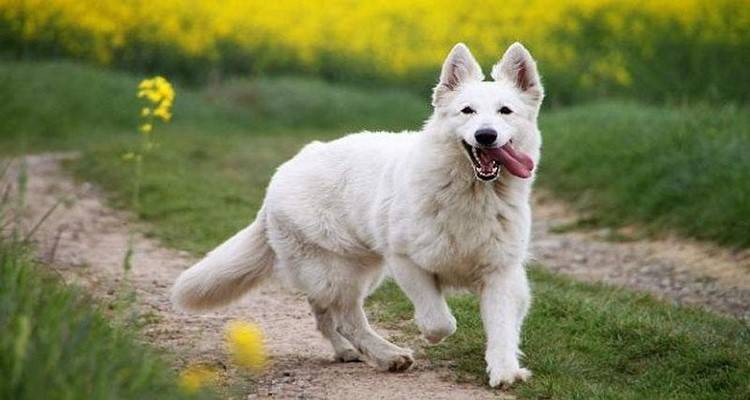 Τον κώδωνα του κινδύνου κρούει το Φιλοζωικό Σωματείο Λήμνου