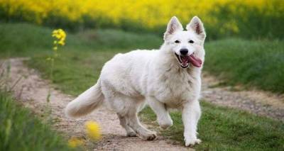 Τον κώδωνα του κινδύνου κρούει το Φιλοζωικό Σωματείο Λήμνου