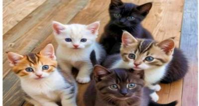 Δράση στείρωσης αδέσποτων γατών στον Άγιο Ευστράτιο