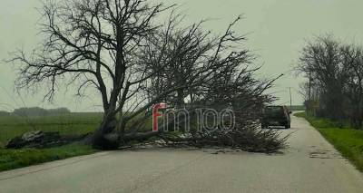 &Lambda;ή&mu;&nu;&omicron;&sigmaf;: &Pi;&tau;ώ&sigma;&eta; &delta;έ&nu;&tau;&rho;&omicron;&upsilon; &sigma;&tau;&eta;&nu; &epsilon;ί&sigma;&omicron;&delta;&omicron; &tau;&eta;&sigmaf; &Pi;&alpha;&nu;&alpha;&gamma;&iota;ά&sigmaf; &lambda;ό&gamma;&omega; &theta;&upsilon;&epsilon;&lambda;&lambda;&omega;&delta;ώ&nu; &alpha;&nu;έ&mu;&omega;&nu;