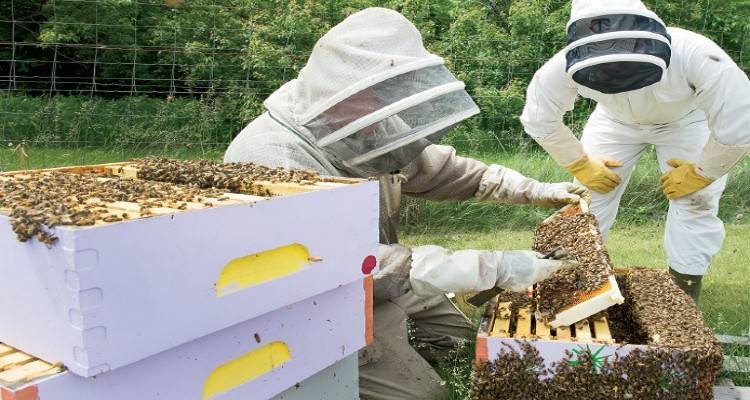Προγράμματα Κατάρτισης μελισσοκόμων και ελαιοπαραγωγών στην Περιφέρεια  Βορείου Αιγαίου