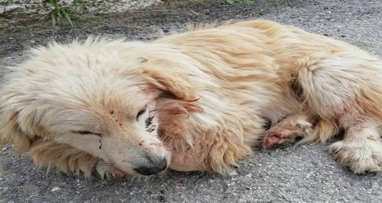 Έκκληση για βοήθεια σε σκυλάκι από το  Animal Rescue - Lemnos