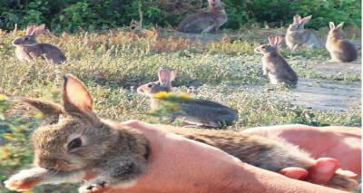 Τα αγριοκούνελα Λήμνου &quot;έφτασαν&quot; Θεσσαλονίκη προκαλώντας προβλήματα