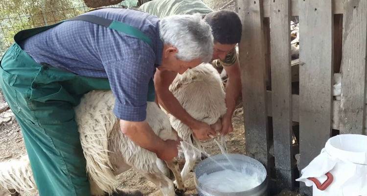 &Epsilon;&rho;ώ&tau;&eta;&sigma;&eta; &gamma;&iota;&alpha; &tau;&alpha; &pi;&rho;&omicron;&beta;&lambda;ή&mu;&alpha;&tau;&alpha; &tau;&omega;&nu; &kappa;&tau;&eta;&nu;&omicron;&tau;&rho;ό&phi;&omega;&nu;