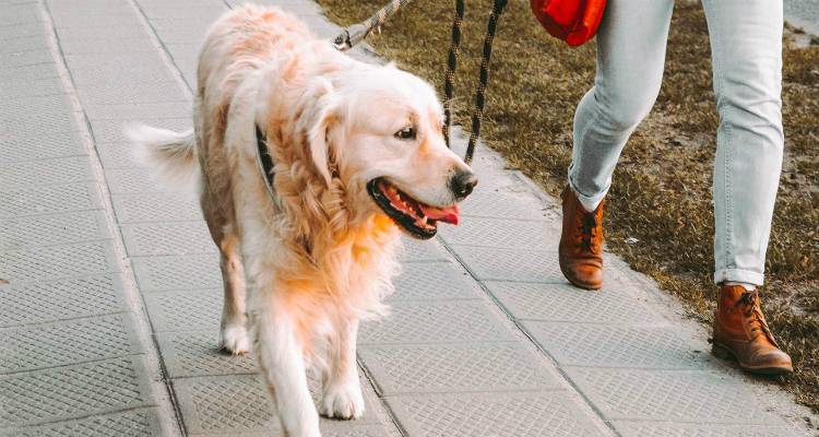 Σκυλοβόλτα κοινωνικοποίησης από το «Lemnos Dogs In Motion»