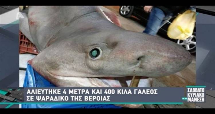 Προστατευμένος καρχαρίας και οχι... γαλέος η ψαριά στη Λήμνο