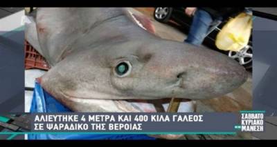 &Pi;&rho;&omicron;&sigma;&tau;&alpha;&tau;&epsilon;&upsilon;&mu;έ&nu;&omicron;&sigmaf; &kappa;&alpha;&rho;&chi;&alpha;&rho;ί&alpha;&sigmaf; &kappa;&alpha;&iota; &omicron;&chi;&iota;... &gamma;&alpha;&lambda;έ&omicron;&sigmaf; &eta; &psi;&alpha;&rho;&iota;ά &sigma;&tau;&eta; &Lambda;ή&mu;&nu;&omicron;