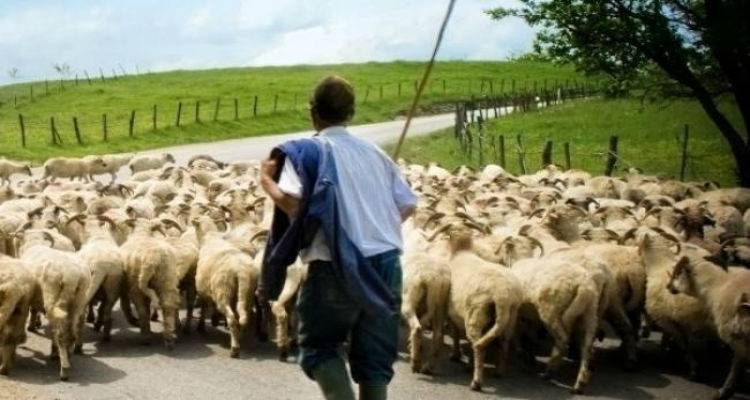 Προς αποζημίωση οι κτηνοτρόφοι Λήμνου και Λέσβου για τις απώλειες από τον καταρροϊκό πυρετό (video)