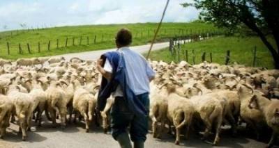 Προς αποζημίωση οι κτηνοτρόφοι Λήμνου και Λέσβου για τις απώλειες από τον καταρροϊκό πυρετό (video)