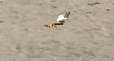 &Zeta;&eta;&tau;&epsilon;ί&tau;&alpha;&iota; &beta;&omicron;ή&theta;&epsilon;&iota;&alpha; &gamma;&iota;&alpha; &tau;&omicron;&nu; &tau;&rho;&alpha;&upsilon;&mu;&alpha;&tau;&iota;&sigma;&mu;έ&nu;&omicron; &laquo;&Iota;&omega;&nu;ά&theta;&alpha;&nu;&raquo; &tau;&eta;&sigmaf; &Lambda;ή&mu;&nu;&omicron;&upsilon;