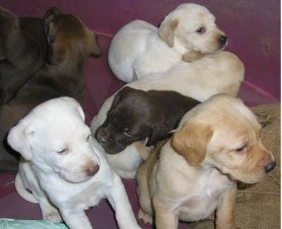 Οικογένεια ψάχνουν 5 μικρά κουταβάκια