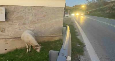 Ελεύθερο κριάρι στον Άγιο Δημήτριο | Κίνδυνοι και επικινδυνότητα για την κυκλοφορία