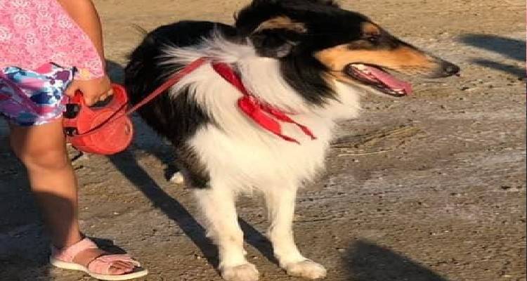 &Eta; &omicron;&iota;&kappa;&omicron;&gamma;έ&nu;&epsilon;&iota;&alpha; &tau;&omicron;&upsilon; &tau;&omicron;&nu; &psi;ά&chi;&nu;&epsilon;&iota; | &Mu;&pi;&omicron;&rho;&epsilon;ί&tau;&epsilon; &nu;&alpha; &beta;&omicron;&eta;&theta;ή&sigma;&epsilon;&tau;&epsilon;;