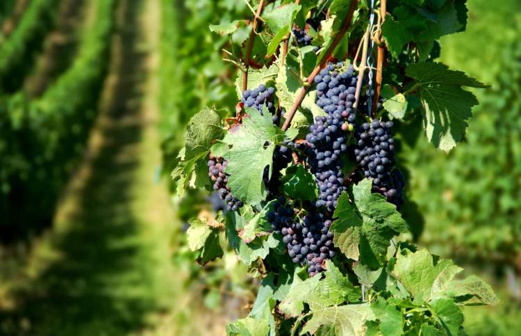 Ξεκινά η παραλαβή ερυθρών σταφυλιών | Ενημέρωση προς τους παραγωγούς της Λήμνου