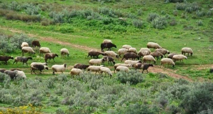 «Απαγόρευση μετακινήσεων αιγοπροβάτων»
