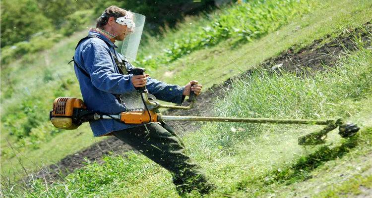 &Kappa;&omicron;&pi;ή &chi;ό&rho;&tau;&omega;&nu; &alpha;&pi;ό &tau;&omicron;&nu; &Delta;ή&mu;&omicron; &Lambda;ή&mu;&nu;&omicron;&upsilon; &sigma;&epsilon; &delta;&eta;&mu;&omicron;&tau;&iota;&kappa;ά &pi;ά&rho;&kappa;&iota;&nu;&gamma;&kappa; &sigma;&tau;&eta; &Mu;ύ&rho;&iota;&nu;&alpha;