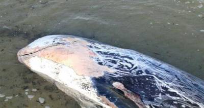 Εντοπίστηκε νεκρό δελφίνι στον Κότσινα