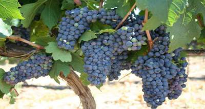 Τμήμα Αγροτικής Οικονομίας Λήμνου: Όλες οι λεπτομέρειες για τις φετινές δηλώσεις συγκομιδής σταφυλιών