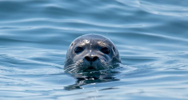&Lambda;ή&mu;&nu;&omicron;&sigmaf;- &Mu;&omicron;ύ&delta;&rho;&omicron;&sigmaf;: &Kappa;&iota; ό&mu;&omega;&sigmaf; &eta; &phi;ώ&kappa;&iota;&alpha; &epsilon;&pi;έ&sigma;&tau;&rho;&epsilon;&psi;&epsilon; &sigma;&tau;&eta;,,, &sigma;&pi;&eta;&lambda;&iota;ά &tau;&eta;&sigmaf; (video)