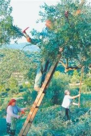 &laquo;&Gamma;&lambda;ί&sigma;&tau;&rho;&eta;&sigma;&alpha;&nu;&raquo; &sigma;&tau;&omicron; &lambda;ά&delta;&iota; &epsilon;&kappa;&alpha;&tau;&omicron;&mu;&mu;ύ&rho;&iota;&alpha; &epsilon;&upsilon;&rho;ώ