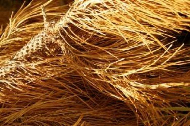 Λαθραίες πευκοβελόνες