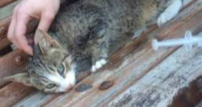 Λήμνος: Καταγγελία για δηλητηρίαση γατών στο Πορτιανού