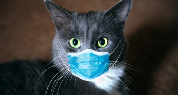 Ο Φιλοζωικός Σύλλογος &#039;&#039;Animal Rescue Lemnos&#039;&#039; στο πλευρό των νοσούντων απο Κορωνοιό!