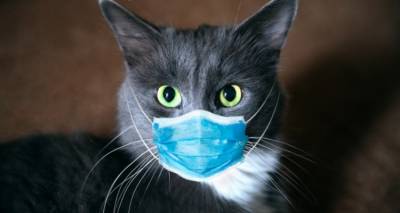 &Omicron; &Phi;&iota;&lambda;&omicron;&zeta;&omega;&iota;&kappa;ό&sigmaf; &Sigma;ύ&lambda;&lambda;&omicron;&gamma;&omicron;&sigmaf; ''Animal Rescue Lemnos'' &sigma;&tau;&omicron; &pi;&lambda;&epsilon;&upsilon;&rho;ό &tau;&omega;&nu; &nu;&omicron;&sigma;&omicron;ύ&nu;&tau;&omega;&nu; &alpha;&pi;&omicron; &Kappa;&omicron;&rho;&omega;&nu;&omicron;&iota;ό!