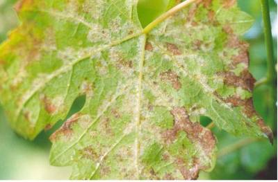 Υπουργείο Αγροτικής Ανάπτυξης: «Οι ζημιές από τον περονόσπορο δεν καλύπτονται από τον ΕΛ.Γ.Α»