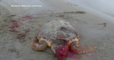 &Delta;&epsilon;&nu; &tau;&alpha; &kappa;&alpha;&tau;ά&phi;&epsilon;&rho;&epsilon; &theta;&alpha;&lambda;ά&sigma;&sigma;&iota;&alpha; &chi;&epsilon;&lambda;ώ&nu;&alpha; &pi;&omicron;&upsilon; &beta;&rho;έ&theta;&eta;&kappa;&epsilon; &tau;&rho;&alpha;&upsilon;&mu;&alpha;&tau;&iota;&sigma;&mu;έ&nu;&eta; &sigma;&tau;&eta; &Lambda;ή&mu;&nu;&omicron; (photos)